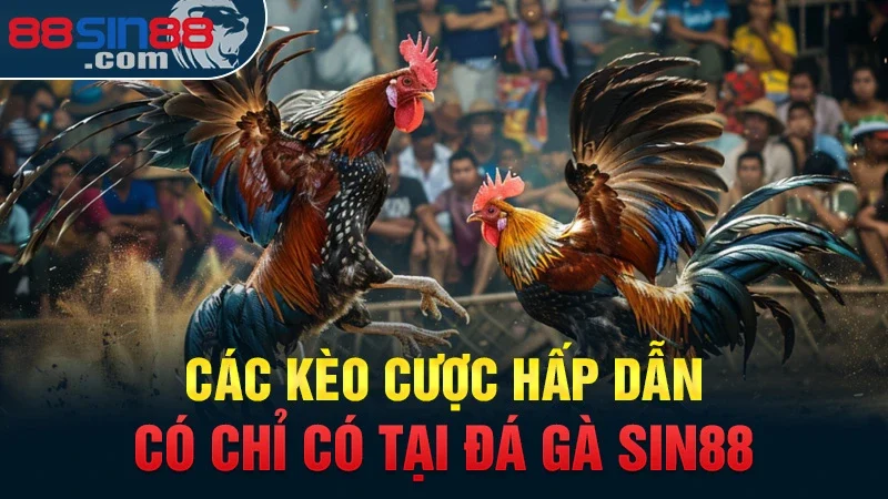 Các kèo cược hấp dẫn có chỉ có tại đá gà Sin88