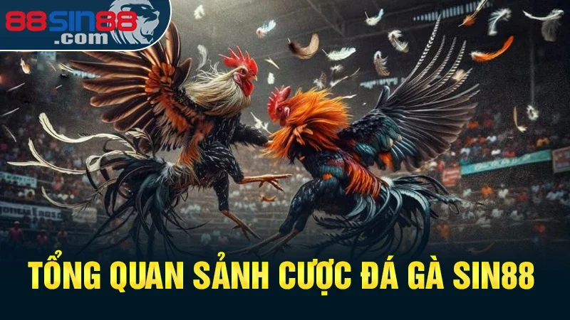 Tổng quan sảnh cược đá gà Sin88 